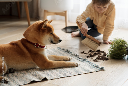 Bild auf Leinwand Preschooler boy cleaning up the mess that their domestic guilty dog made