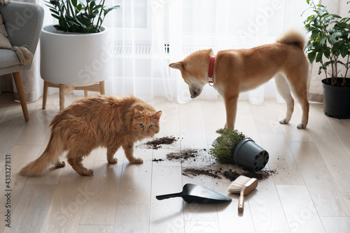 Dropped potted plant and soil on the floor and sad guilty dog and cat. Pet damage concept