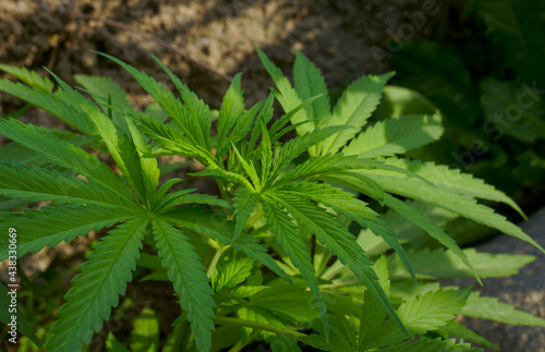 Cannabis plant buds