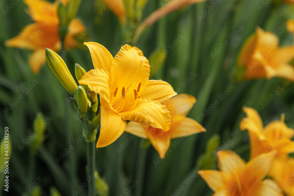 Yellow daylily flower. Hemerocallis in garden Yellow daylily flower. Hemerocallis in garden