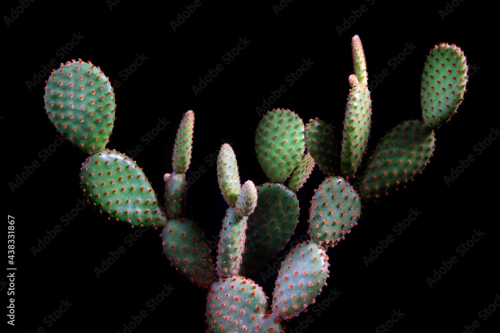 opuntia microdasys yellow dot with studio lighting opuntia microdasys yellow dot with studio lighting