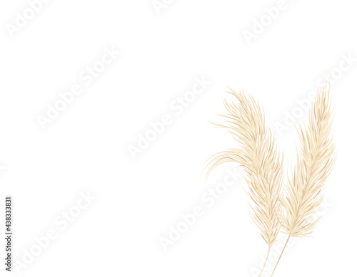  Pampas grass on a white background in a hand drawn style . Cream branch of dry grass. Panicle Cortaderia selloana . Template for a wedding card. Vector background photo