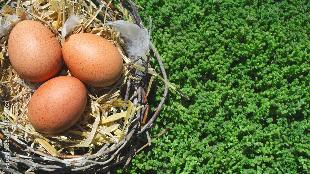 green Easter background with eggs in the nest. easter copyspace green Easter background with eggs in the nest. easter copyspace