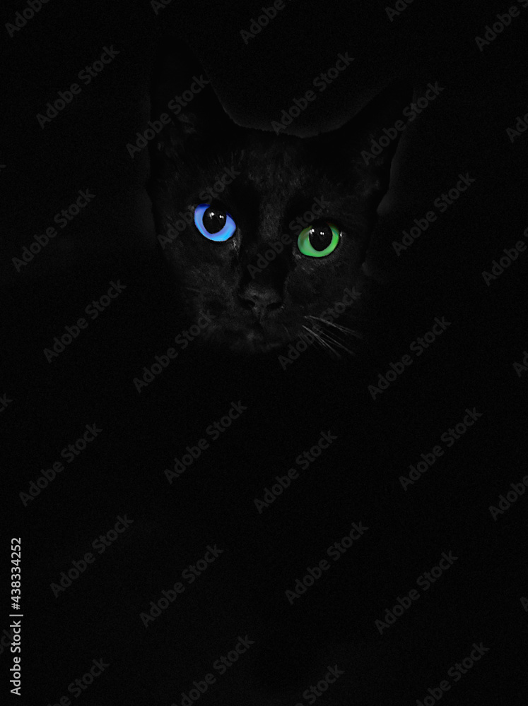 Blue and green eyes black cat isolated black background