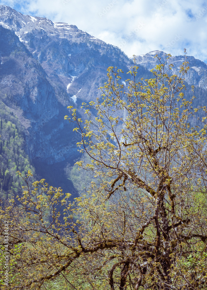 Beautiful scenic landscape of mighty rocks of Ghagra ridge in Abkhazia covered with snowy slopes right behind the lush green foliage of a tree. Travel, hiking and environmental protection. Beautiful scenic landscape of mighty rocks of Ghagra ridge in Abkhazia covered with snowy slopes right behind the lush green foliage of a tree. Travel, hiking and environmental protection.