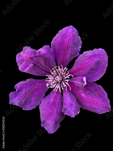 Purple clematis - italian leather flower in bloom closeup view isolated on black