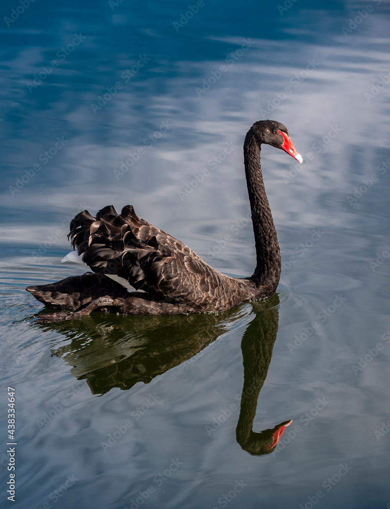 Fototapeta premium black swan close up on blue water lake