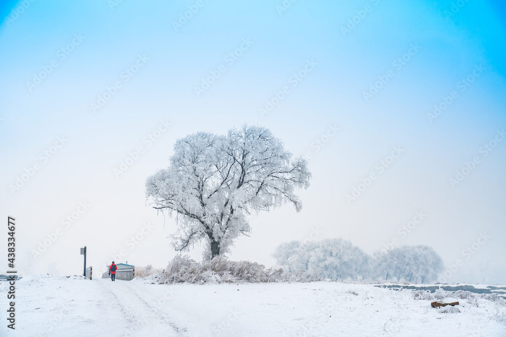 snow covered trees snow covered trees