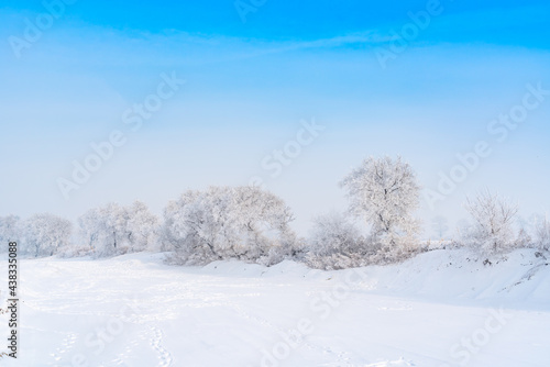 snow covered trees © snvv