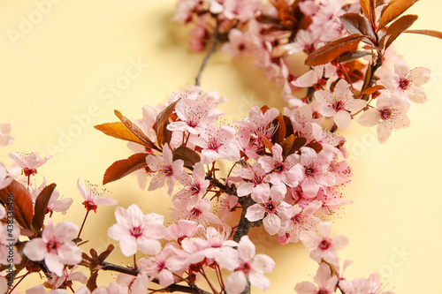 Wallpaper Mural Beautiful blossoming branches on color background, closeup Torontodigital.ca