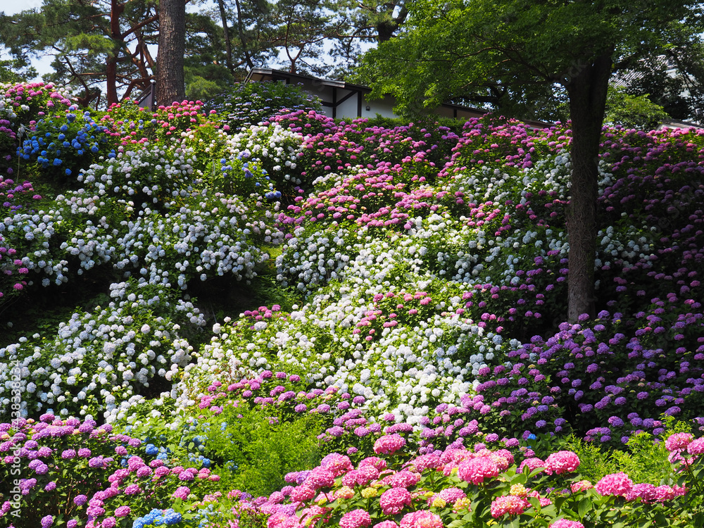 小田原城　アジサイ