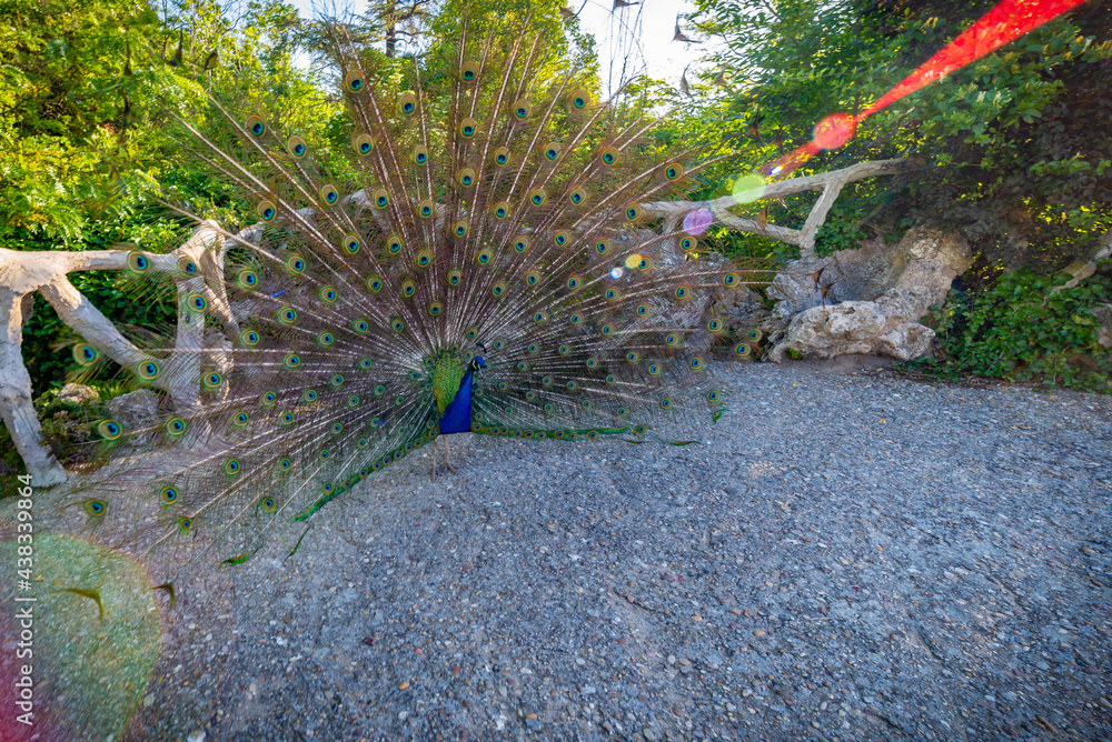 Obraz premium peacock pavo real en parque la paloma benalmadena malaga andalucia españa