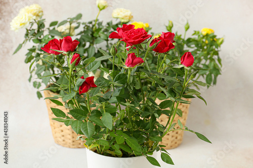 Fototapeta Naklejka Na Ścianę i Meble -  Beautiful roses in box on light background