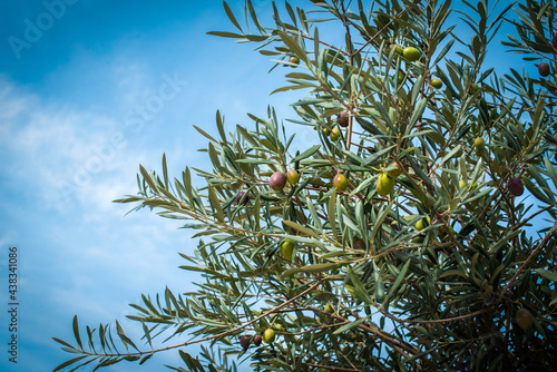 Wallpaper Mural Olives on olive tree in autumn. Season nature image. sky and clouds. summer, the harvest is ripening. organic products Torontodigital.ca