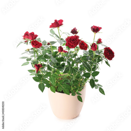 Fototapeta Naklejka Na Ścianę i Meble -  Beautiful red roses in pot on white background