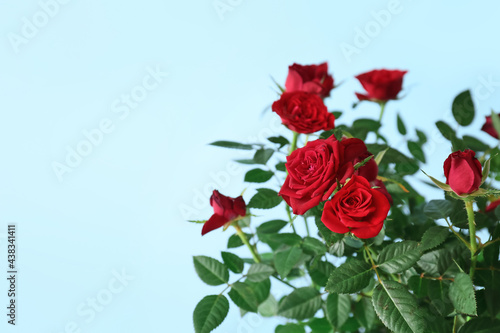 Beautiful red roses on color background  closeup