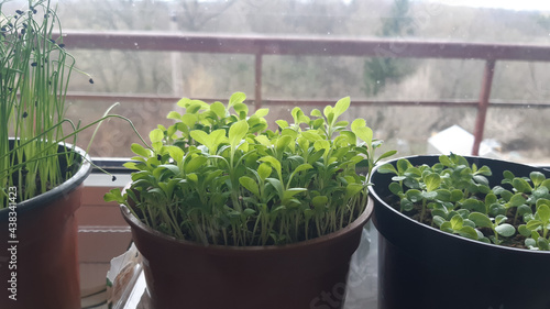 Young aster flower seedlings in pots on windowsill. Flower sprouts growing indoor in spring.