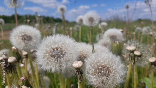 White fluffy dandelions in spring meadow. A lot of dandelion white seed heads in green grass.