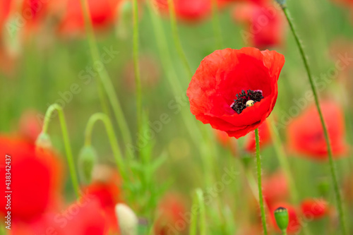 Beautiful poppy flowers in field, closeup