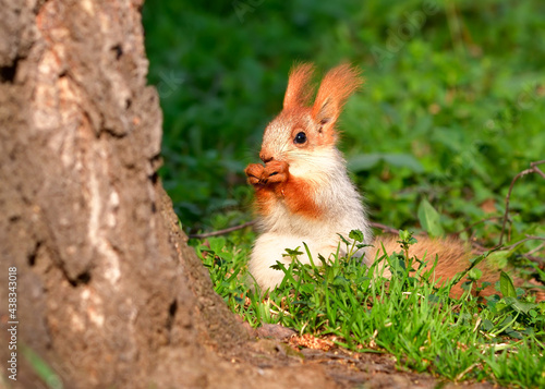 Squirrels in spring in Siberia. A young squirrel eats in the green grass. Nature of the Novosibirsk region, Russia
