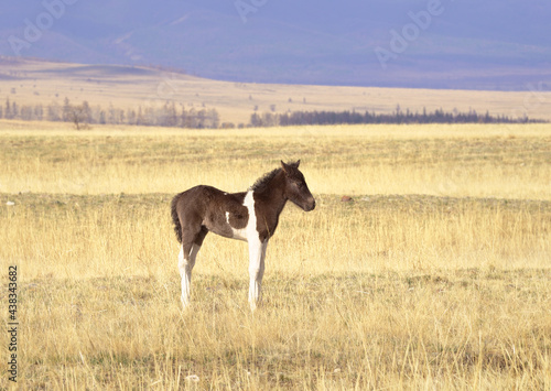 Horses in the Altai Mountains. A small foal stands on a spring meadow in the Kurai steppe. Siberia, Russia