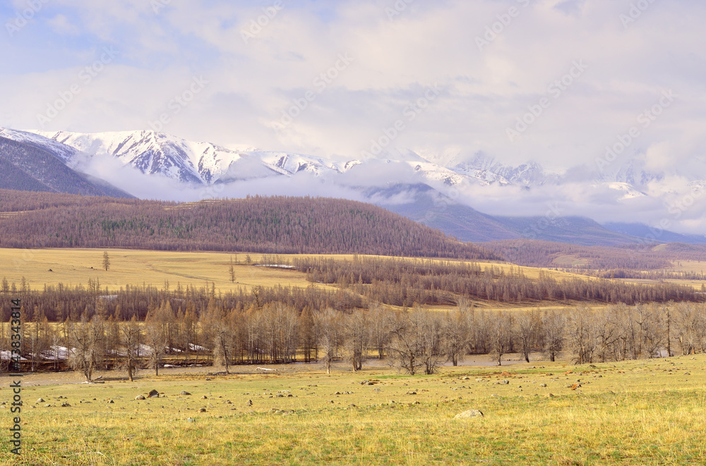 Kurai steppe in the Altai Mountains. Trees along the banks of the Chuya River against the background of the snow-covered North-Chuya ridge. Pure Nature of Siberia, Russia