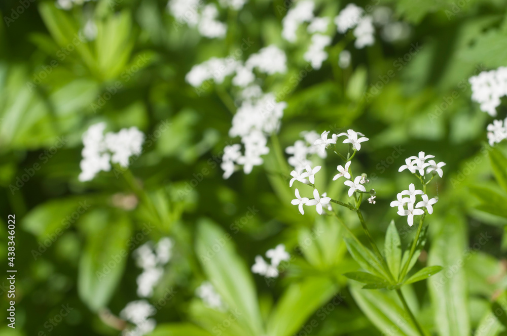 Galium odoratum; flowers in spring, close up shot Galium odoratum; flowers in spring, close up shot