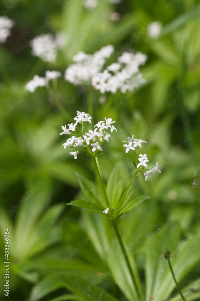 Galium odoratum; flowers in spring, close up shot