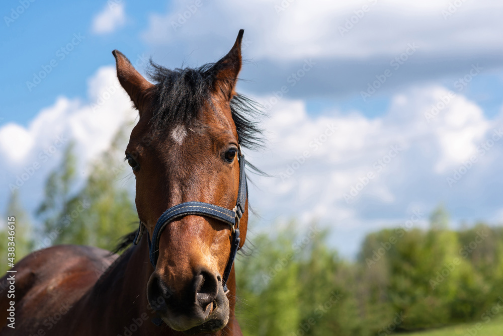Portrait horse, brown closeup horse.Thoroughbred youngster posing on the green meadow summertime.Horse on summer nature. Portrait horse, brown closeup horse.Thoroughbred youngster posing on the green meadow summertime.Horse on summer nature.
