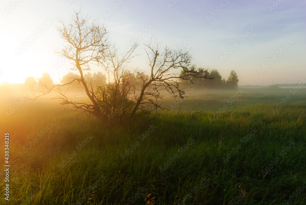 Fototapeta premium Tree at sunrise