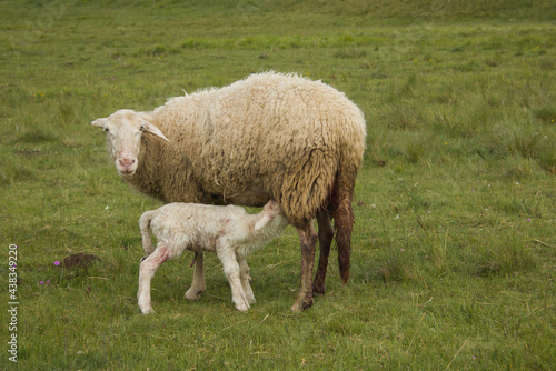 Portrait of female sheep in lush green field with her newborn, lamb suckling milk in Castelluccio di Norcia, Umbria