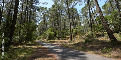 piste cyclable en forêt 2