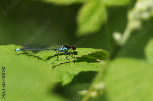 A newly emerged male Red-eyed Damselfly, Erythromma najas, perching on a bramble leaf in springtime.