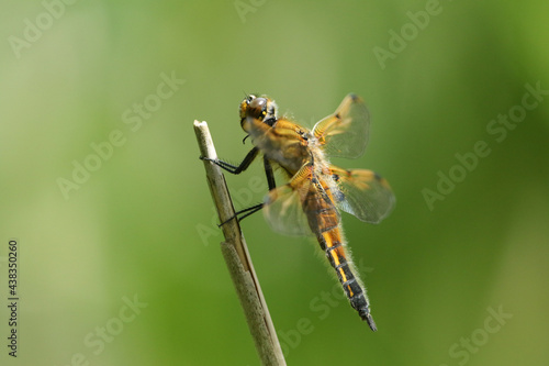 A Four-spotted Chaser Dragonfly, Libellula quadrimaculata, perched on a reed.
