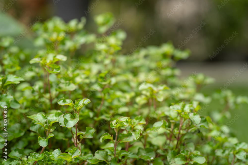 growing watercress background. growing watercress background.