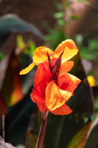 Canna indica, commonly known as Indian shot, African arrowroot, or Sierra Leone arrowroot. Close up