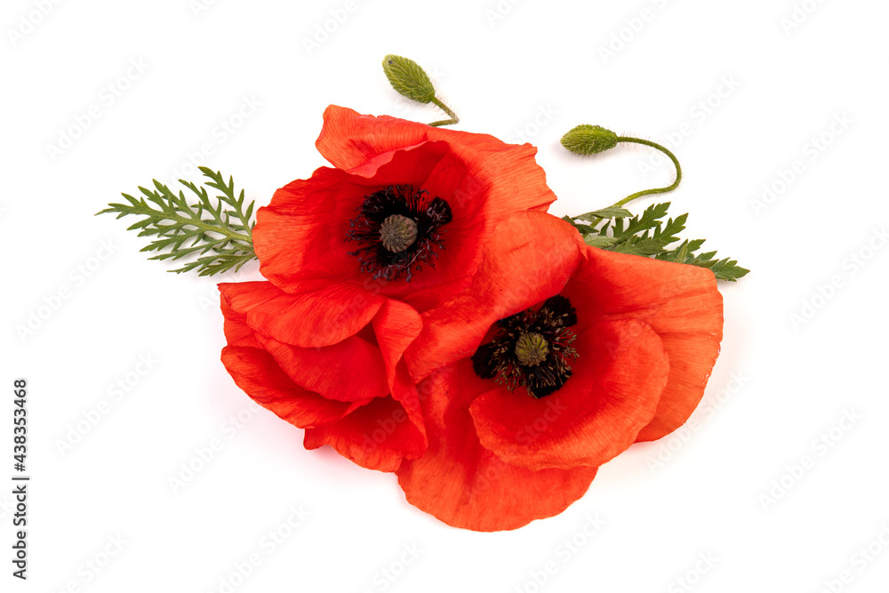 Red field poppies (Papaver rhoeas) isolated on white background Red field poppies (Papaver rhoeas) isolated on white background