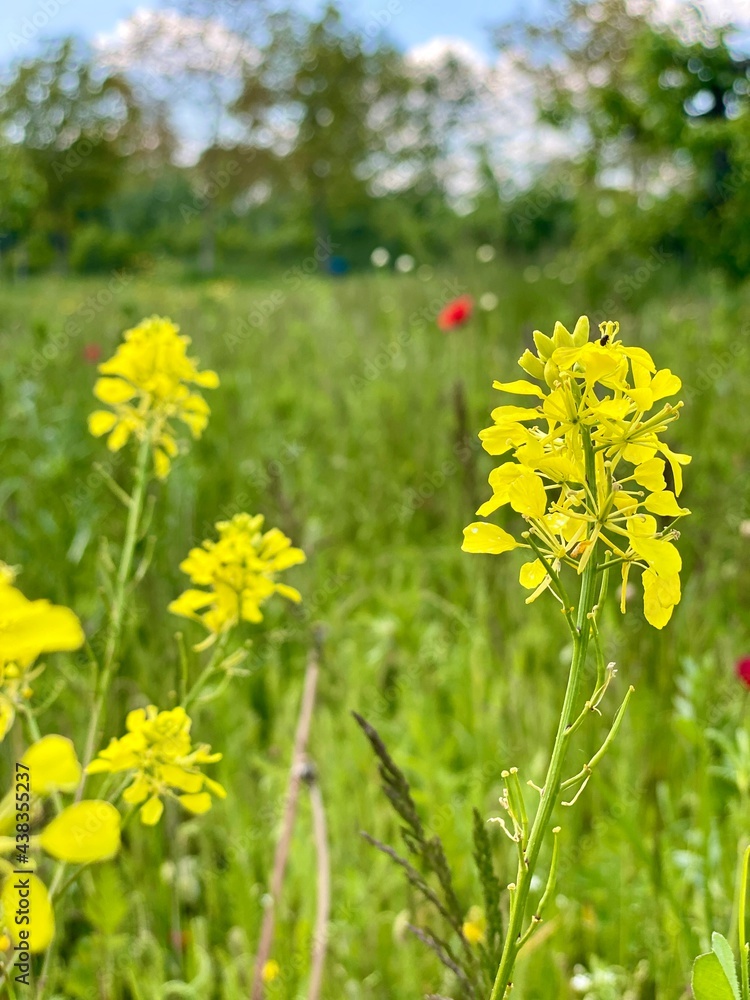 Fototapeta premium Wild spring flowers between tall long green grass. A seasonal yellow blooms swaying in the wind on a sunny sunshine day. Blue sky and fluffy clouds on the horizon. Summer season concept ideas with