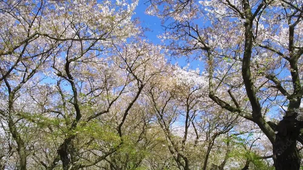 桜吹雪の中を歩く 桜吹雪の中を歩く