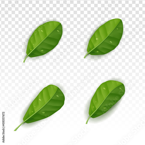 Realistic leafs collection set with white tranparant background