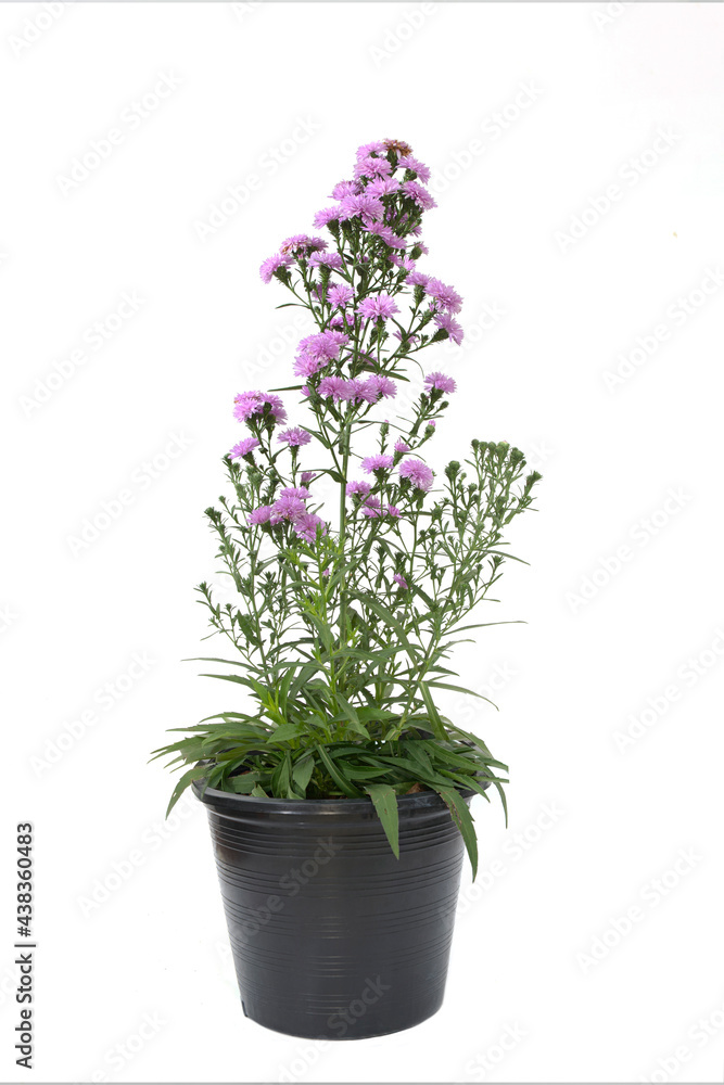 Beautiful purple flowers in a pot isolated on white background