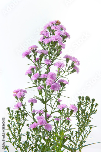Beautiful purple flowers isolated on white background