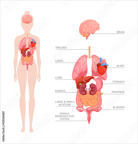 Human body internal organs. Vector anatomy infographic of structure of human organs. Icon set of brain, heart, stomach, kidneys, liver, lungs, intestines, bladder. Educational banner of female body