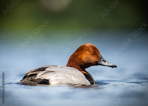 Redhead beautiful diving duck with colourful bright plumage swimming on clear blue lake in late evening sunshine on bright day.