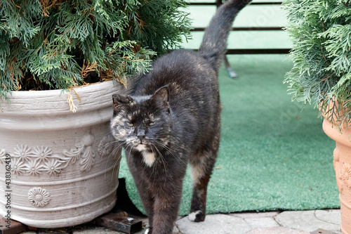 cat in the garden