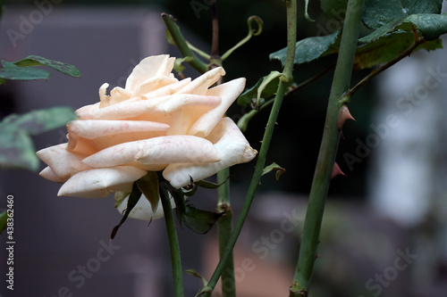 rose