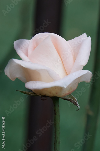 rose bud