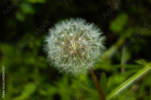 a fully open Dandelion  Taraxacum officinale  seed head isolated on a natural gren background