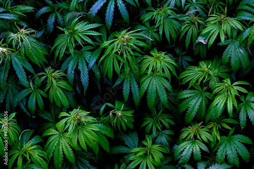 Young plants Cannabis indica and Cannabis sativa  on a plant pattern on a black background.