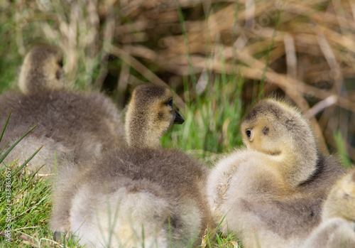 a huddle of goslings Canada goose (Branta canadensis) resting in the morning sunshine with grass and straw in the background © Ian